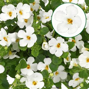 Bild von Bacopa P12 White